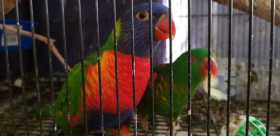 Lost Lory / Lorikeet