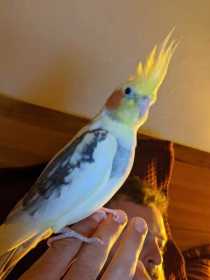 Lost Cockatiel