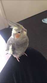 Lost Cockatiel
