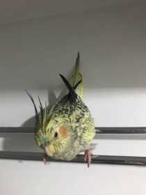 Lost Cockatiel