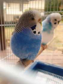 Lost Budgerigar