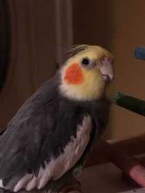 Lost Cockatiel