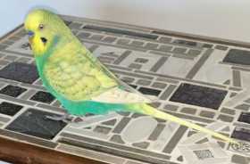 Lost Budgerigar