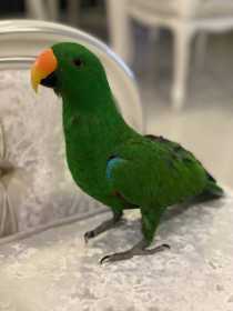 Lost Eclectus