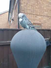 Lost Budgerigar