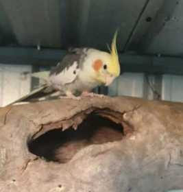 Lost Cockatiel