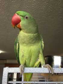 Lost Alexandrine