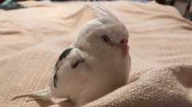 Lost Cockatiel