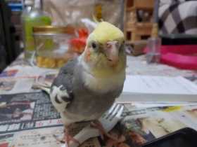 Lost Cockatiel