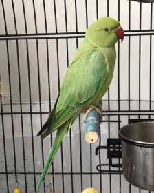 Lost Indian Ringneck Parakeet