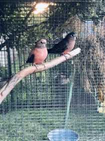Lost Bourke's Parakeet