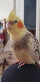 Lost Cockatiel