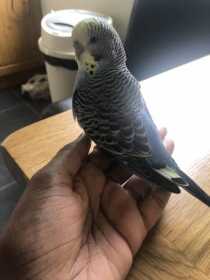 Lost Budgerigar