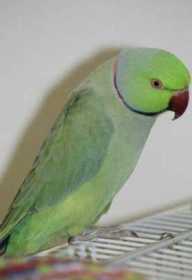 Lost African Ringneck Parakeet