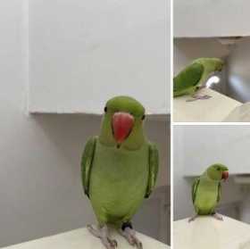 Lost Indian Ringneck Parakeet