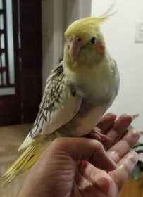 Lost Cockatiel