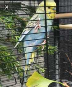 Lost Budgerigar