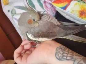 Lost Cockatiel