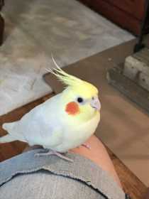 Lost Cockatiel