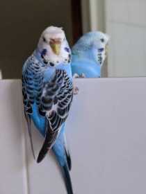 Lost Budgerigar