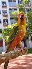 Lost Conure