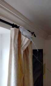 Lost Budgerigar