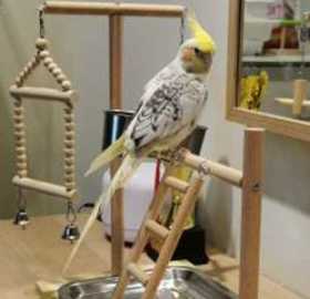 Lost Cockatiel