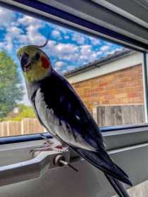 Lost Cockatiel