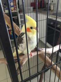 Lost Cockatiel