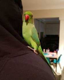 Lost Indian Ringneck Parakeet