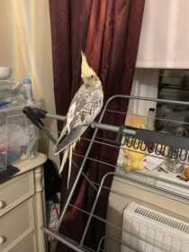 Lost Cockatiel