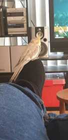 Lost Cockatiel