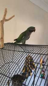 Lost Derbyan Parakeet