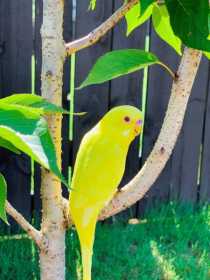 Lost Budgerigar