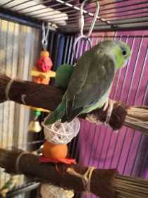 Lost Parrotlet