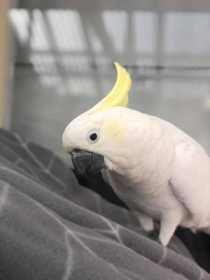 Lost Cockatoo