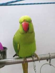 Lost Indian Ringneck Parakeet