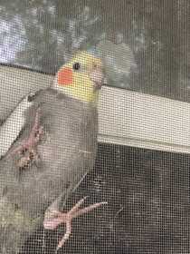 Lost Cockatiel