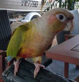 Lost Conure