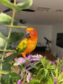 Lost Conure