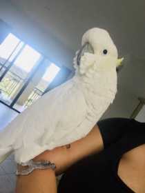 Lost Cockatoo