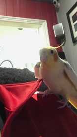 Lost Cockatiel