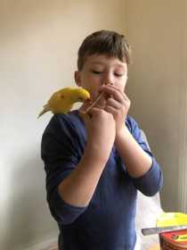 Lost Lory / Lorikeet