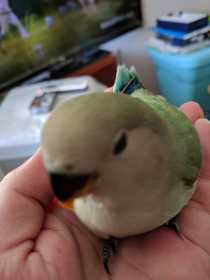 Lost Lovebird