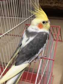 Lost Cockatiel