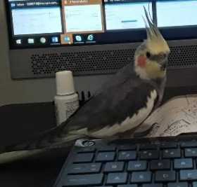 Lost Cockatiel