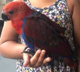 Lost Eclectus