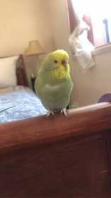 Lost Budgerigar