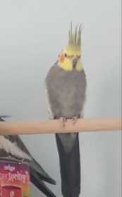 Lost Cockatiel