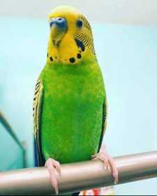 Lost Budgerigar